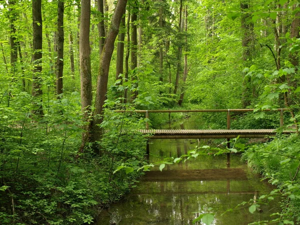 Bela Natureza Florestal Fundo — Fotografia de Stock