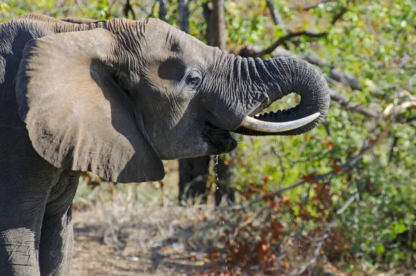 Elefante Africano Naturaleza Fauna — Foto de Stock