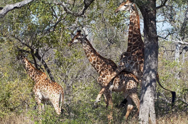 Girafes Savane Animaux Girafes Hautes — Photo