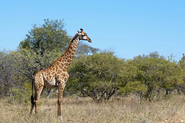 Savannah Zürafa Hayvanları Uzun Zürafalar — Stok fotoğraf