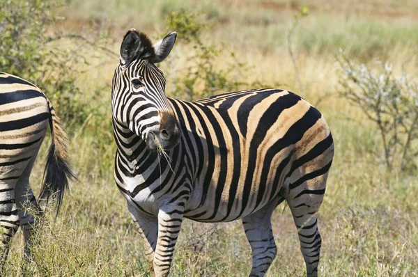 非洲斑马斑马动物黑白相间的条纹 — 图库照片