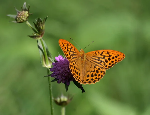 Nahaufnahme Von Wanzen Der Wilden Natur — Stockfoto