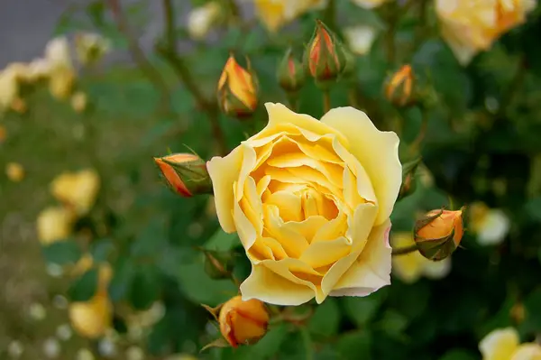 Botanische Flora Rosenblütenblätter — Stockfoto