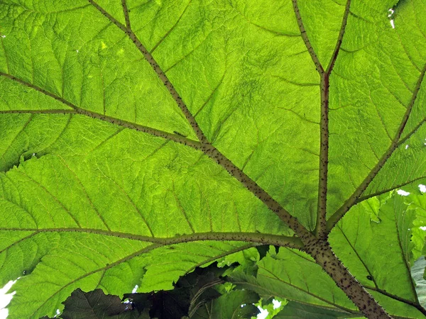 Grünes Blatt Baum — Stockfoto