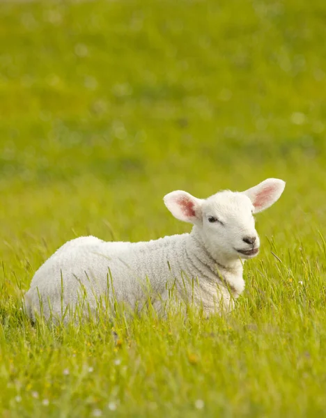 Вівці Зеленій Траві — стокове фото