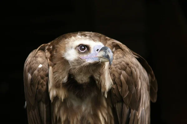 Hour Vultures — Stock Photo, Image