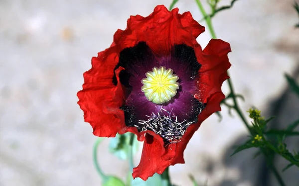 Field Flora Poppy Glower Botany Concept — Stock Photo, Image