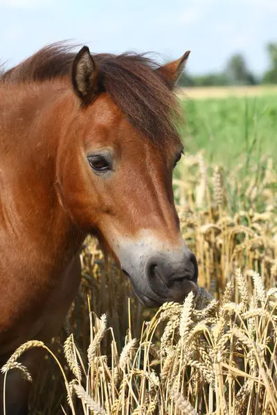 Pferd Tier Herde Weidetier Naturfauna — Stockfoto