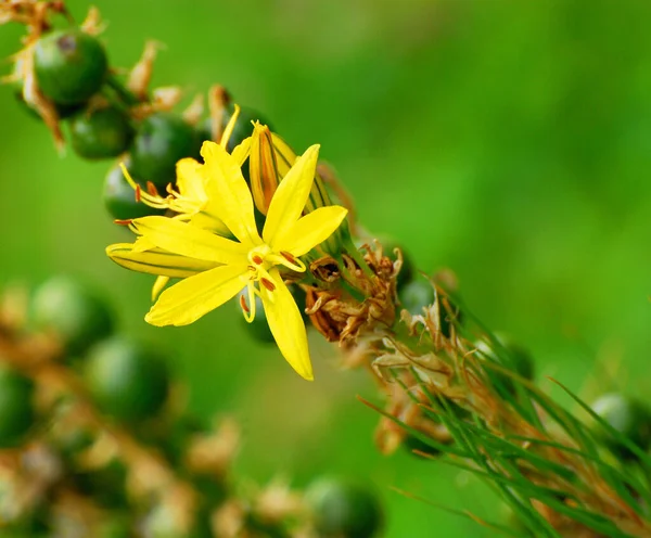 Güzel Botanik Bitkileri Lily Çiçek Yaprakları — Stok fotoğraf