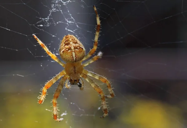 Kruisspin Griezelig Spinneninsect — Stockfoto