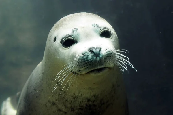 Seal, marine mammal animal