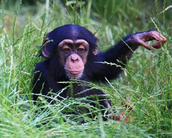 Macaquinho Bonito Grama — Fotografia de Stock