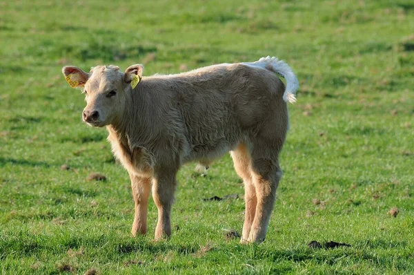 Portrait Young Calf Meadow — Stock Photo, Image