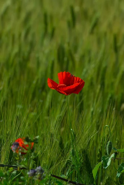 Fleur Pavot Dans Pré Fleurs Sauvages Déposées — Photo