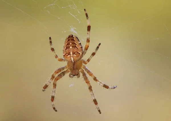 Närbild Insekter Naturen — Stockfoto