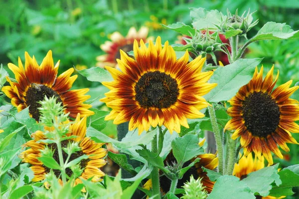 Fiery Wild Summer Sunflowers — Stock Photo, Image