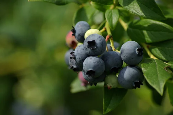 Reife Schwarze Johannisbeere Strauch — Stockfoto