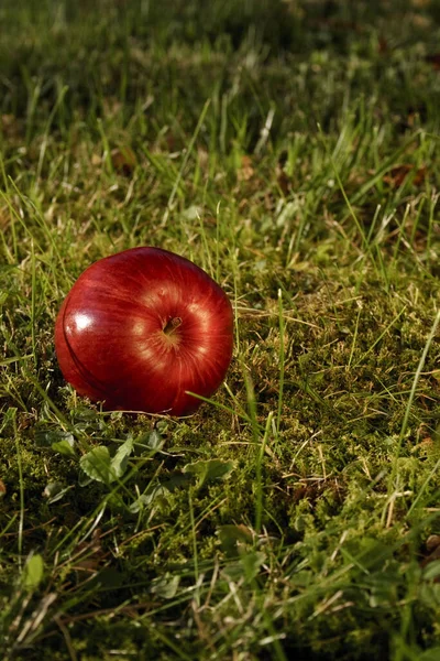 Röda Äpplen Gräset — Stockfoto