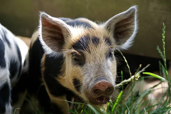 Young Pig Field — Stock Photo, Image