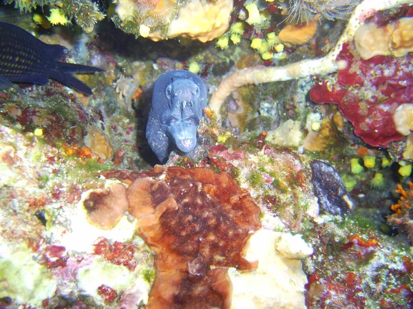 Moray Fish Moray Eel Βαθιά Νερά — Φωτογραφία Αρχείου