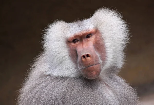 Теми Тварин Мавпа Природі — стокове фото