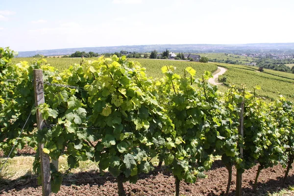 Vinodlingar Vackra Rheingau — Stockfoto