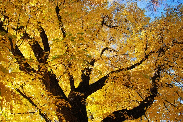 Arbre Automnal Avec Ciel Hêtre — Photo