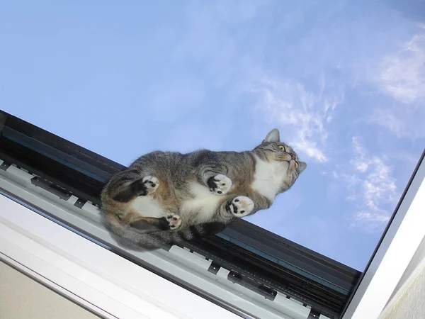 뜨거운 하늘을 바라보는 고양이 — 스톡 사진