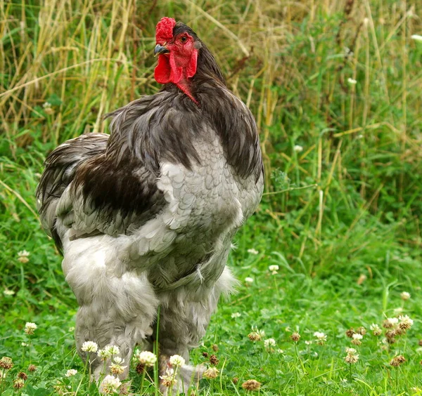 Festői Kilátás Gyönyörű Madár Természetben — Stock Fotó