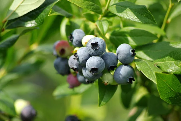 Reife Schwarze Johannisbeere Strauch — Stockfoto