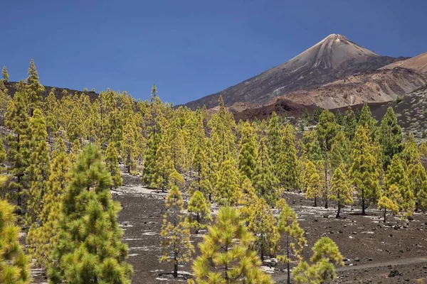 Mount Teide Tenerife Canarische Eilanden Spanje — Stockfoto