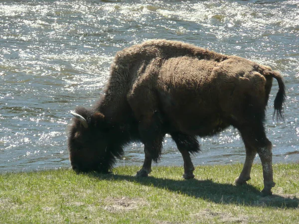 Buffalo Animales Herbívoros Vida Silvestre —  Fotos de Stock