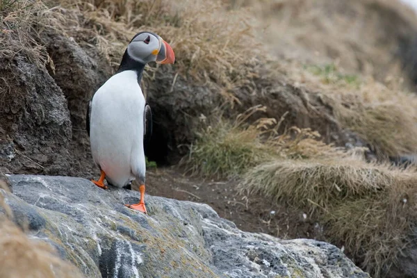 Γραφική Θέα Της Όμορφης Puffin Πουλί Στη Φύση — Φωτογραφία Αρχείου