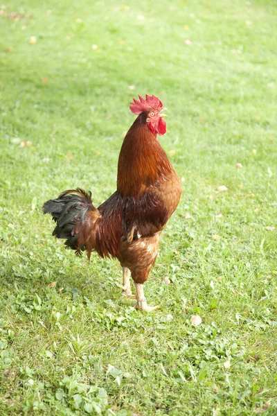 Vacker Utsikt Över Vacker Fågel Naturen — Stockfoto