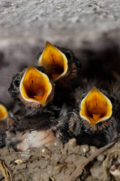 Scenic View Beautiful Bird Nature — Stock Photo, Image