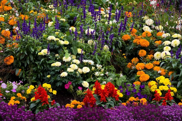 Пелюстки Червоної Квітки Флора Ботаніка — стокове фото