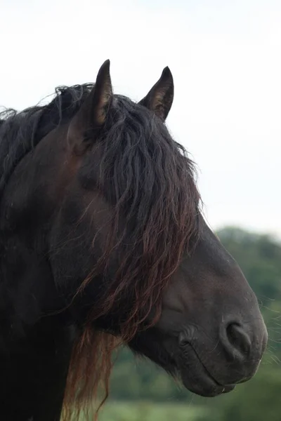 Cavalo Campo — Fotografia de Stock