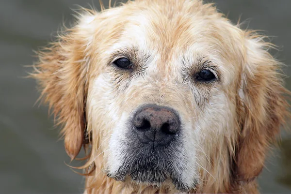 Ritratto Cane Carino — Foto Stock