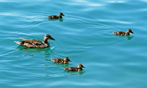 Famiglia Anatra Pulcini Stagno — Foto Stock