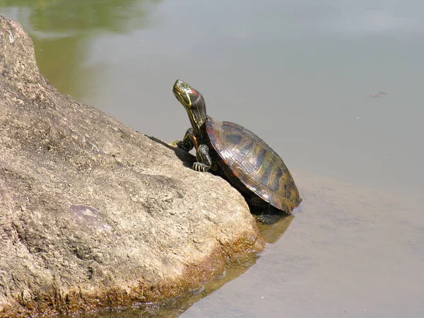 Черепаха Рептилия Ящерица — стоковое фото
