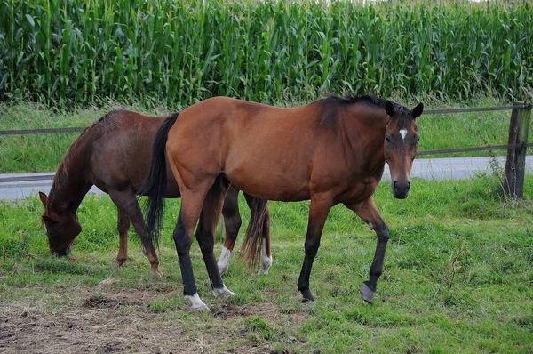 Chevaux Race Pure Étalon Pâturage — Photo