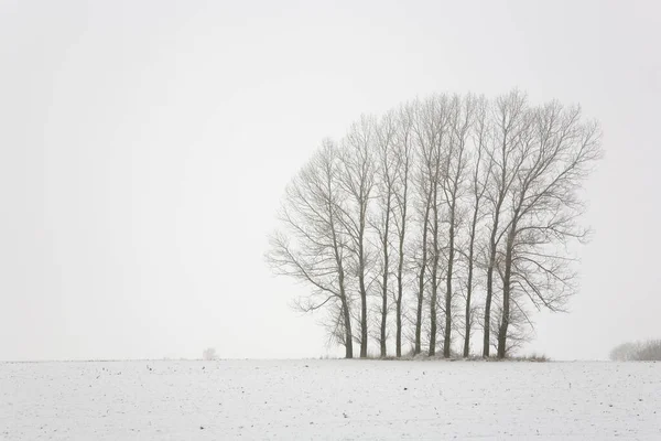 Bäume Winter Kalte Jahreszeit — Stockfoto