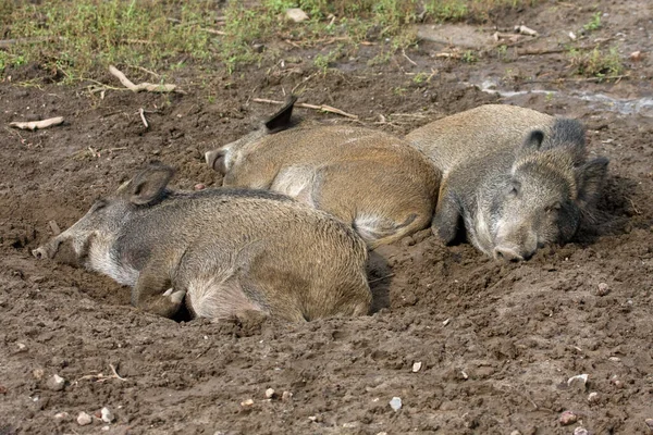 Grupo Animais Selvagens Jardim Zoológico — Fotografia de Stock