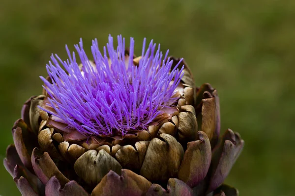 Single Artichoke Flower Fist Sized Flower Heads Harvested Still Closed — Stock Photo, Image