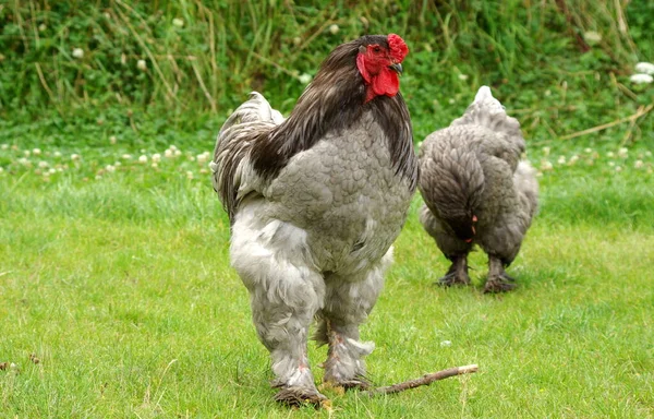 Festői Kilátás Gyönyörű Madár Természetben — Stock Fotó