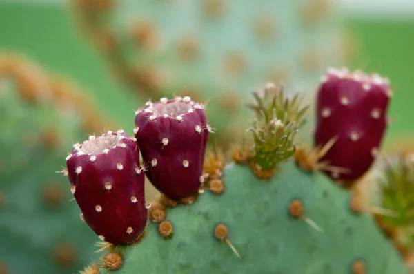 Planta Cactus Flora Cactus Espinoso —  Fotos de Stock