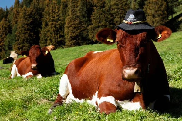 Meranoin Jižní Tyrolsko — Stock fotografie