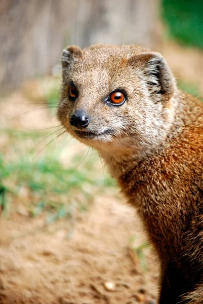 Schilderachtig Uitzicht Van Mangoesten Wilde Natuur — Stockfoto