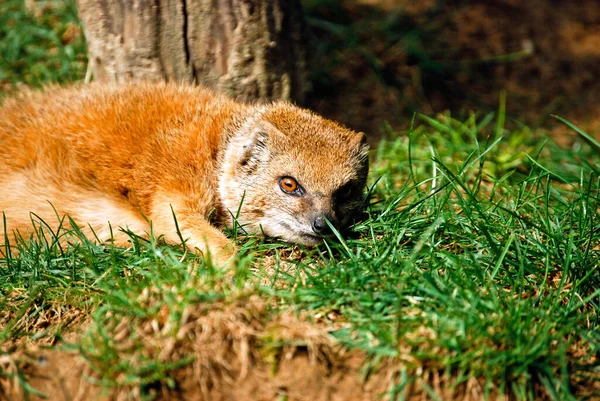 Vista Panoramica Mangusta Natura Selvaggia — Foto Stock