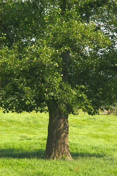 Grönt Träd Parken — Stockfoto
